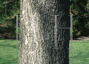 Picture of Carya cordiformis 