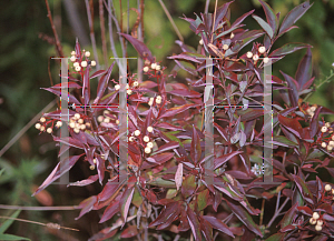 Picture of Cornus racemosa 