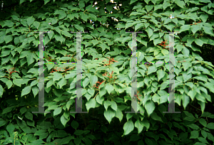 Picture of Cornus stolonifera 