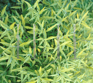 Picture of Caryopteris x clandonensis 'Worcester Gold'