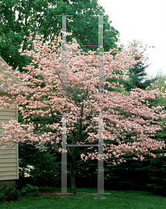 Picture of Cornus florida 'Rosea'