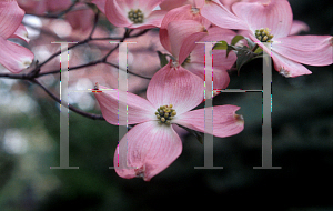 Picture of Cornus florida 'Rosea'