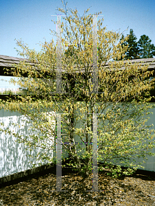 Picture of Carpinus japonica 
