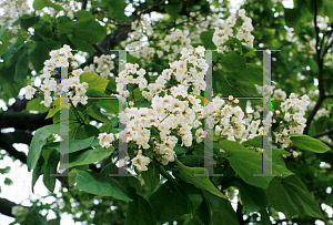 Picture of Catalpa bignonioides 