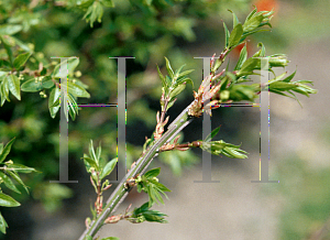 Picture of Euonymus alatus 'Compactus'