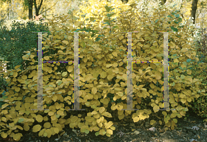 Picture of Fothergilla gardenii 'Mount Airy'