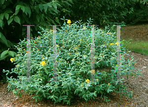 Picture of Hypericum  'Hidcote'