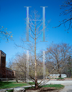 Picture of Metasequoia glyptostroboides 