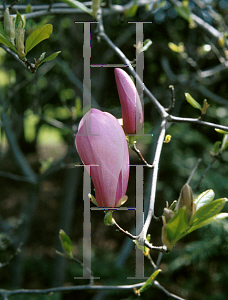 Picture of Magnolia x 'Susan'