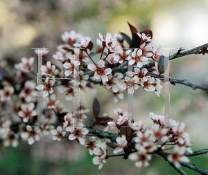 Picture of Prunus x cistena 