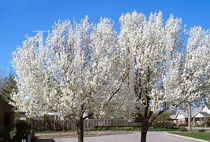 Picture of Pyrus calleryana 'Bradford'