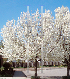 Picture of Pyrus calleryana 'Bradford'