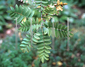 Picture of Sorbus aucuparia 