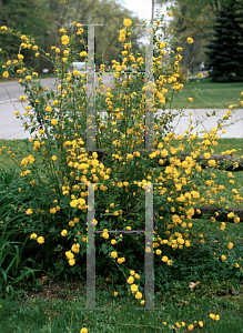 Picture of Kerria japonica 'Pleniflora'