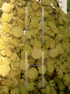 Picture of Hydrangea petiolaris 