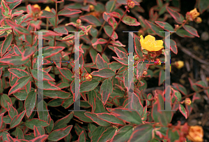 Picture of Hypericum x moserianum 'Tricolor'