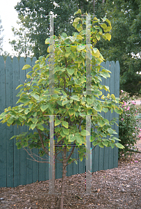 Picture of Syringa reticulata 