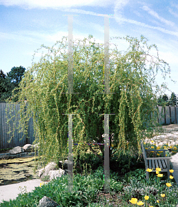 Picture of Salix matsudana 'Tortuosa'