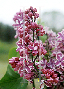 Picture of Syringa vulgaris 'Sensation'