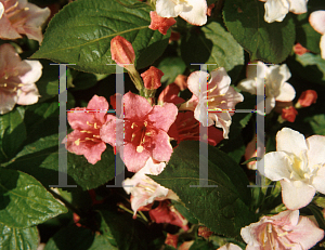 Picture of Weigela florida 'Courtalor(Carnaval)'