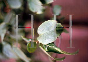 Picture of Viburnum sieboldii 