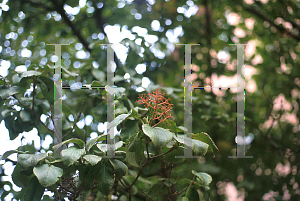 Picture of Viburnum sieboldii 