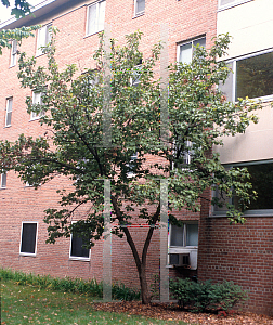 Picture of Viburnum sieboldii 