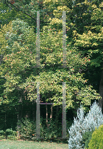 Picture of Viburnum sieboldii 