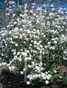 Picture of Viburnum x juddii 