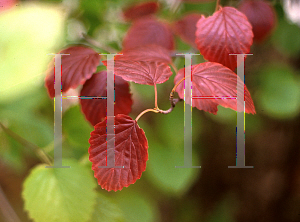 Picture of Viburnum dentatum 