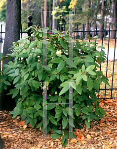 Picture of Viburnum lantana 