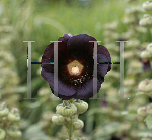 Picture of Alcea rosea 'Nigra'