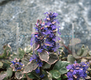 Picture of Ajuga reptans 'Burgundy Glow'