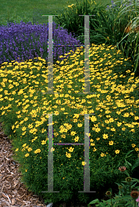 Picture of Coreopsis verticillata 'Zagreb'