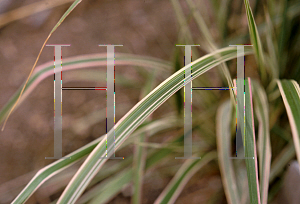 Picture of Calamagrostis x acutiflora 'Overdam'