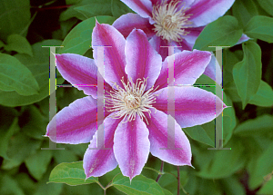 Picture of Clematis  