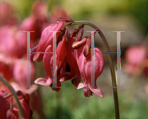 Picture of Dicentra  'King of Hearts'