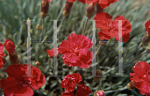 Picture of Dianthus  'Desmond'