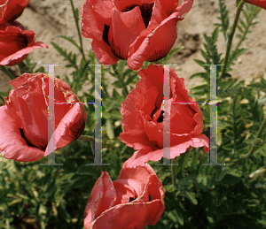 Picture of Papaver orientale 'Raspberry Queen'