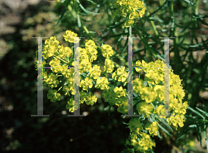 Picture of Euphorbia cyparissias 