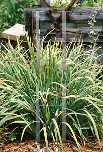 Picture of Iris sibirica 'White Swirl'