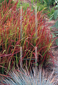 Picture of Imperata cylindrica 'Red Baron'