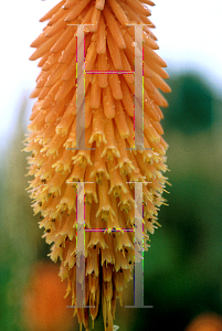 Picture of Kniphofia uvaria 'Pfitzeri'