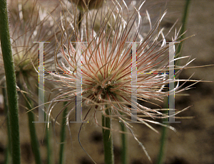 Picture of Pulsatilla vulgaris 'Papageno'