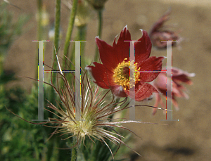 Picture of Pulsatilla vulgaris 'Papageno'