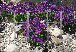 Picture of Viola cornuta 'Purple Showers'