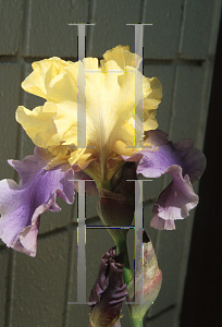 Picture of Iris germanica 'Edith Wolford'