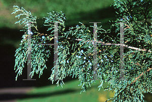 Picture of Juniperus virginiana 'Glauca'