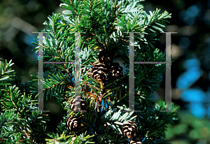 Picture of Tsuga canadensis 'Macrophylla'