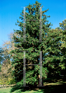 Picture of Cunninghamia lanceolata 